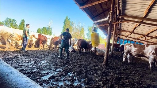 Ulaş'ta 11 bin büyükbaş ve 46 bin küçükbaş hayvan aşılandı