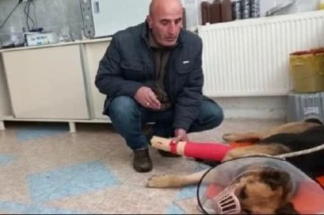 Yaralı Köpek Tedavi Altına Alındı (Özel Haber)