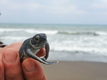 Yavru Kaplumbağalar Denizle Buluştu