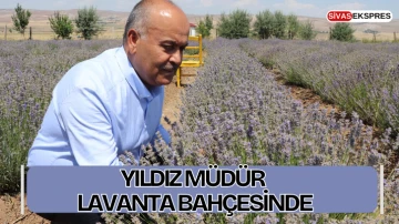 Yıldız Müdür Lavanta Bahçesinde