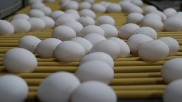 Yumurta Üreticilerine 98 Milyon Ceza