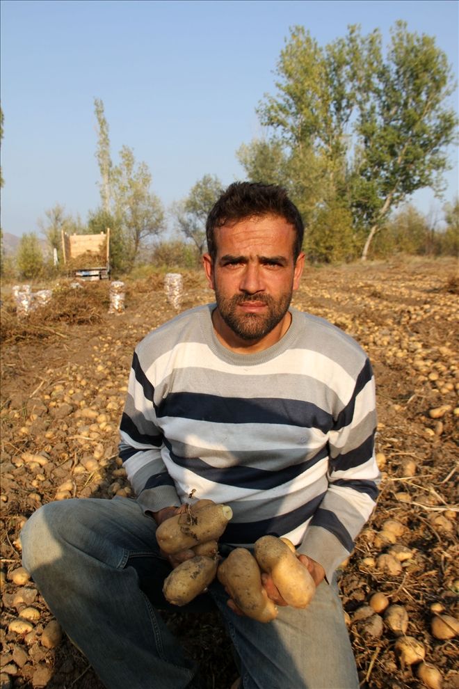 SUŞEHRİ´nde PATATES HASADI BAŞLADI