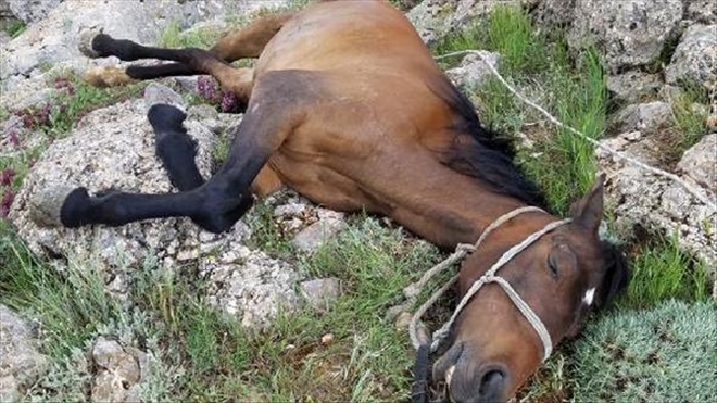 KAYALIKLARA SIKIŞAN ATI AFAD KURTARDI