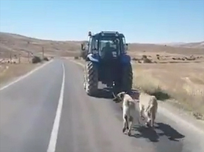 KANGAL KÖPEKLERİNE EZİYETE CEZA