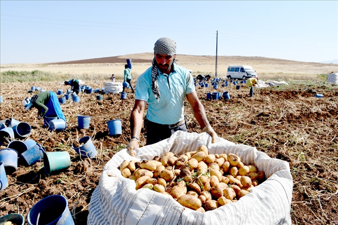Sivas´ta sertifikalı tohumluk patates üretim alanları genişliyor