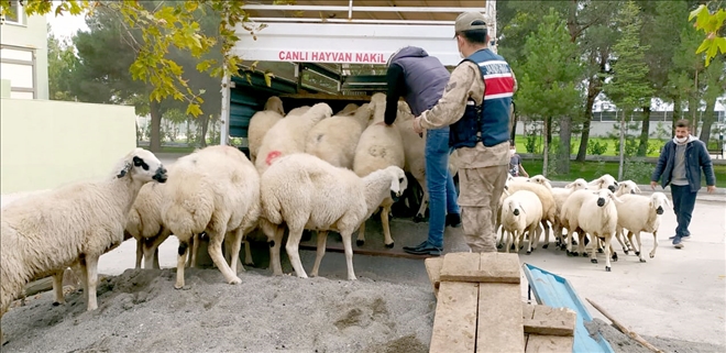 Sivas´ta çaldıkları 44 koyunu Malatya´da satmaya çalışan 2 şüpheli tutuklandı