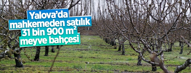Yalova Çiflikköy´de mahkemeden satılık 31900 m² meyve bahçesi