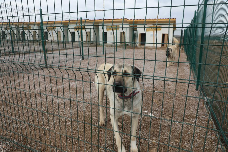 KANGAL KÖPEĞİNE YENİ YUVA