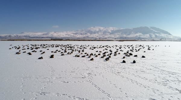 Yaban ördeklerinin gölü Ulaş, buz tuttu