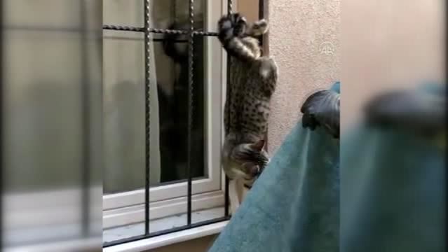 KEDİYE İTFAİYE KURTARDI (VİDEO)