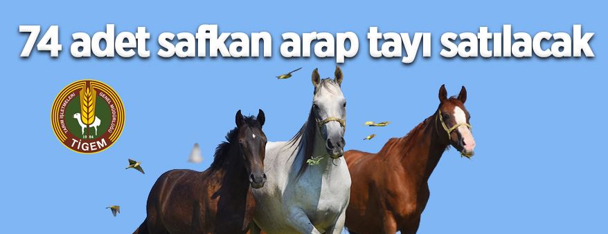 74 adet safkan arap tayı satılacak