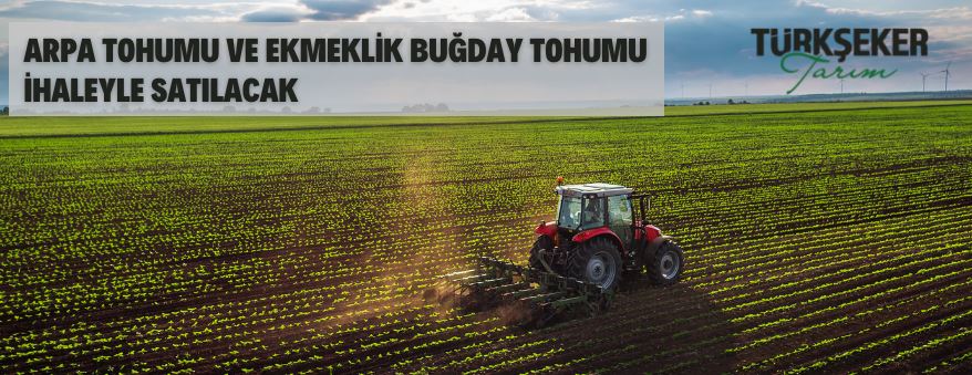 Türkşeker Tarım A.Ş.'den arpa tohumu ve ekmeklik buğday tohumu satış ihalesi