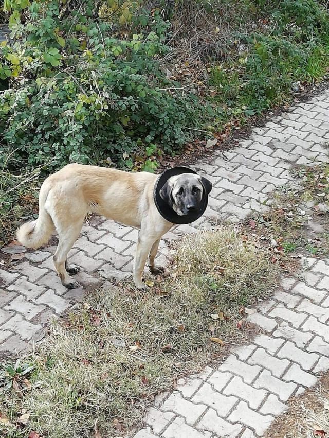 "Karabaş"ı itfaiye kurtardı