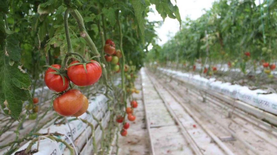 Jeotermal serada yetiştirilen domatesler Avrupa'ya satılıyor
