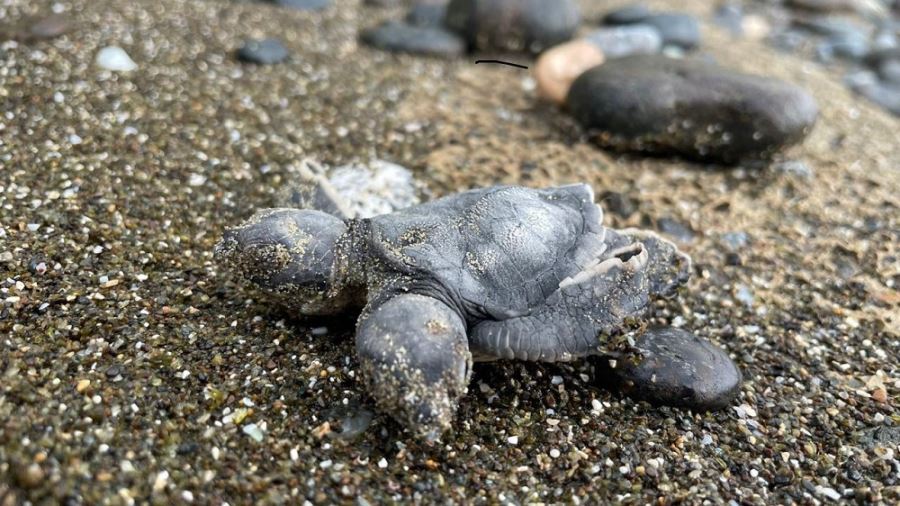İki başlı deniz kaplumbağası buldu
