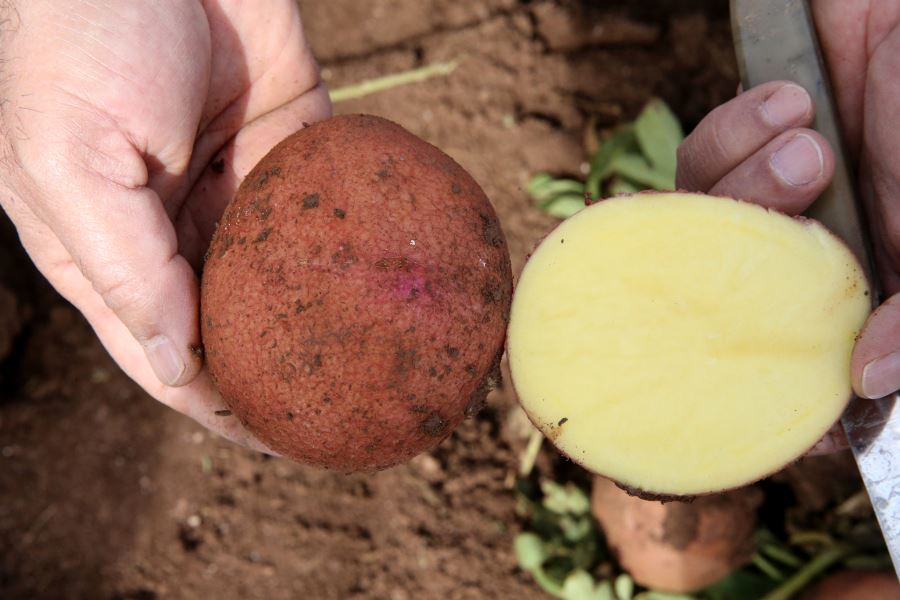 Yerli ve milli patates tohumu 