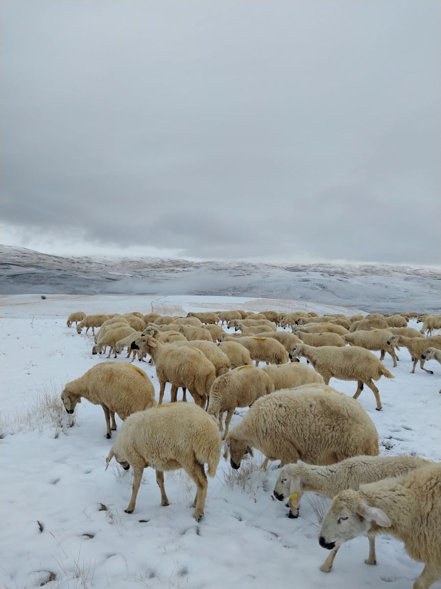 Koyunlarıyla kar yağışına yakalandı (Video)