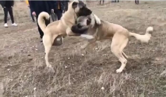 Köpekleri dövüştürüp, sosyal medyada yorumladılar (Video)