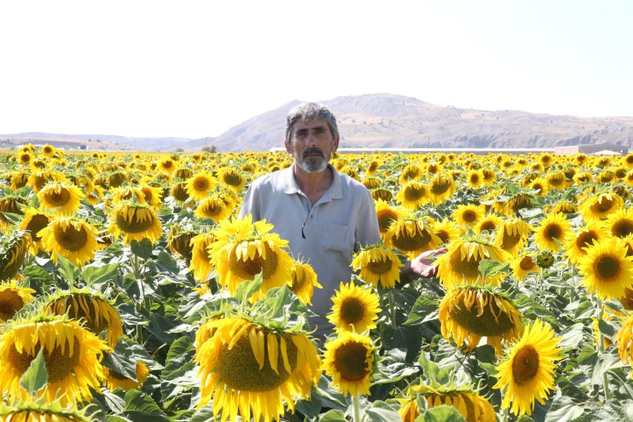 Ayçiçeği ekim alanı 22 kat artan Sivas'ta 45 bin ton rekolte bekleniyor -videolu-